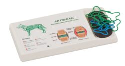 Dispensador clips hueso