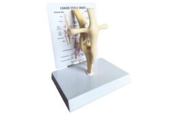 Peana rodilla canina