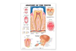 Poster dentista