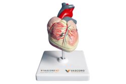 Modelo anatómico del corazón