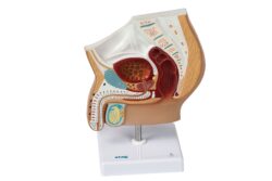 Modelo anatómico de la pelvis masculina