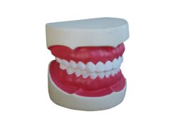 Modelo anatómico dentadura