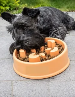 Accessories, Pets